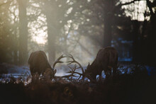 Beautiful Shot Of Two Red Deers Grazing In The Forest With Trees With Sunset Lights