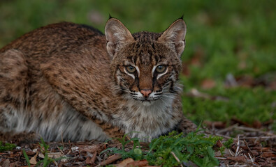 Poster - A bobcat in Florida 