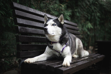 Wall Mural - Beautiful shot of a Siberian Husky resting on a wooden bench