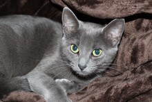 Portrait Of A Bright Green-eyed Russian Blue Cat Laying On The Soft Blanket