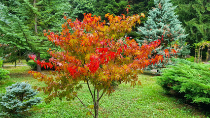 Sticker - Closeup of a Rhus typhina (Staghorn Sumac) tree with red leaves growing in a botanical garden