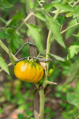 Poster - Bunch of  tomatoes on a plant during ripening. Outdoors.