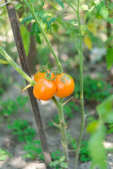 Poster - Bunch of  tomatoes on a plant during ripening. Outdoors.