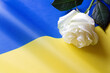 White rose on Ukrainian flag, idea concept 