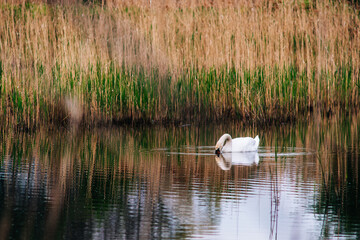 Sticker - Closeup shot of a beautiful mute swan swimming on a pond