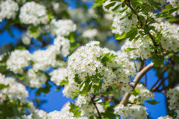Wall Mural - Selective focus shot of blossom Common hawthorn flowers with sunlight in the garden