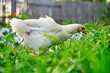 Closeup shot of a white cornish chicken foraging on a field