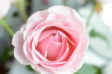 Large Pink Rose Flower In Full Screen