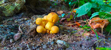 Small Yellow Mushrooms