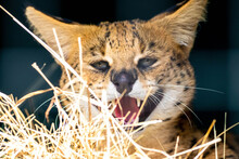 Closeup Portrait Of A Serval Lying In Dried Grass With Its Tongue Out In Sunlight
