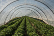 rows of strawberry plants in a polytunnel