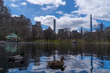 Wall Mural - View of beautiful ducks in a lake in a central park, new york