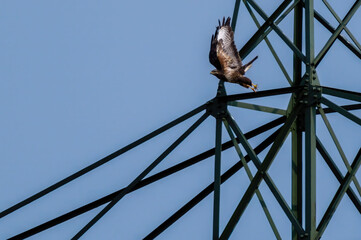 Wall Mural - Beautiful majestic red kite bird with open wings hunting for prey under the blue sky.