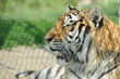 wild animals, predators, Tiger