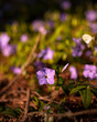 Violet flower in the garden