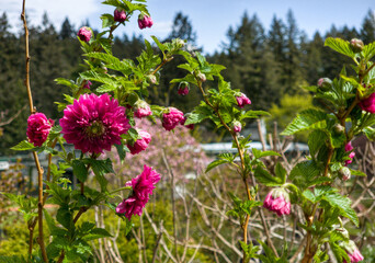 Poster - Beautiful shot of a Salmonberry flowers in the garden