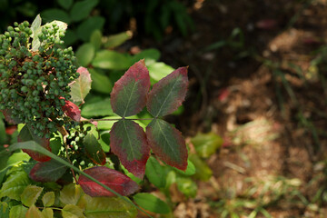 Wall Mural - red and green leaves in the garden