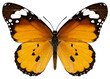 Danaus chrysippus butterfly specimen