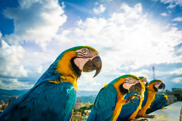 Closeup of the blue-and-yellow macaws perched against the background of the sky. Caracas, Venezuela.