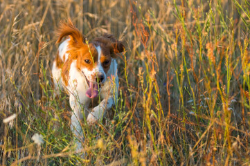 Poster - View of a cute hound dog running across the field on a sunny day