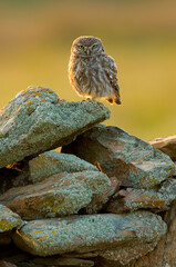 Poster - Vertical portrait of a cute little owl perched on stones on a blurred background