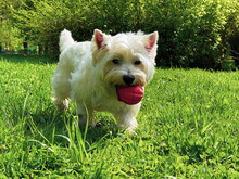 West Highland White Terrier Dog With Orange Ball In Teeth Walking In Green Grass