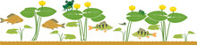 Pond Border With Perch And Carp Fishes, Frogs, Yellow Water-lily Plants With Green Leaves And Yellow Flowers Isolated On White Background