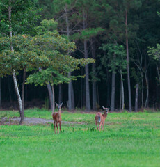 Wall Mural - Two whitetail does on a field