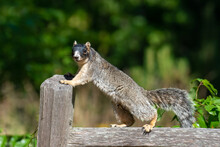 Fox Squirrel Funny Pose