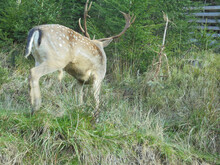 Rear View On Majestic Adult Fallow Deer Male In Tall Grass, Returning Back To Young Spruce Forest In Game Enclosure In Mountain Village Bila In Czech Republic.