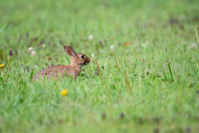 Cottontail Rabbit In Meadow With Flowers
