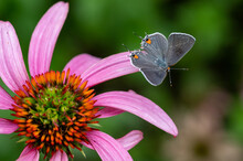 Gray Hairstreak Butterfly On Coneflower Petal