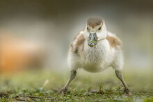 Closeup Shot Of A Cute, Little Gosling Stretching On A Meadow In A Blurred Background