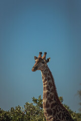 Canvas Print - Vertical shot of a beautiful giraffe in a game reserve in Africa