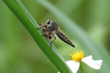 Closeup Shot Of A Robber Fly On The Green Grass Stem