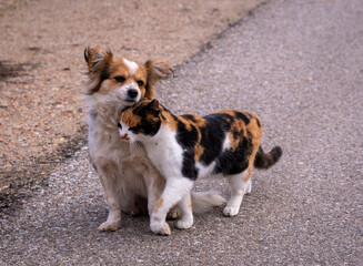 Sticker - Adorable dog and cat cuddling each other on the street