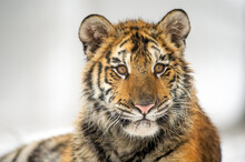 Closeup Shot Of Siberian Tiger Cub Portrait. Panthera Tigris Altaica
