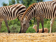 View of zebras and a gazelle in the zoo