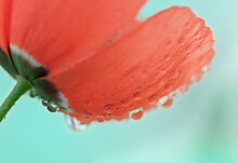 Close Up Of Bright Soft Red Poppy Flower Blossom With Dew Drops, View From Below.