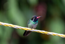 A Closeup Shot Of A White-eared Hummingbird Sitting On The Rope