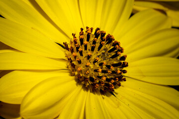 Wall Mural - macro flower in the nature