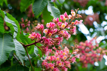 Sticker - Blooming Kyiv pink spring chestnut tree	