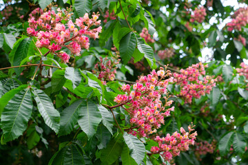 Poster - Blooming Kyiv pink spring chestnut tree	