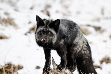 Wall Mural - Silver fox standing on a tree bark in the forest on a snowy winter day