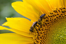 Close-up Shot Of A Bee On A Sunflower On  A Field