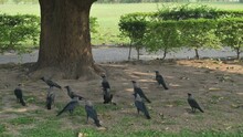 Crows Corvus Fighting Below A Large Tree