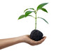 hand holding young plant growing on soil isolate on white background.