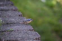 Bird On A Stone Ledge 