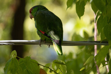 Poster - Closeup shot of green and red parrot sitting on the wire near the tree