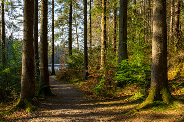 Dalbeattie Forest Town Woods